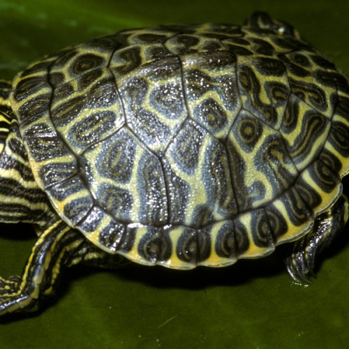 TORTUGAS ACUATICAS | Sociedad Acuariófila Valenciana