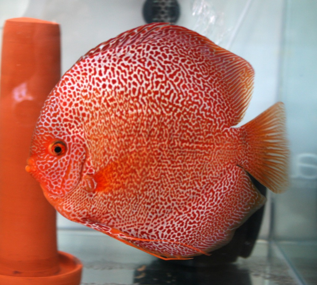 IBERIAN DISCUS SHOW | Sociedad Acuariófila Valenciana