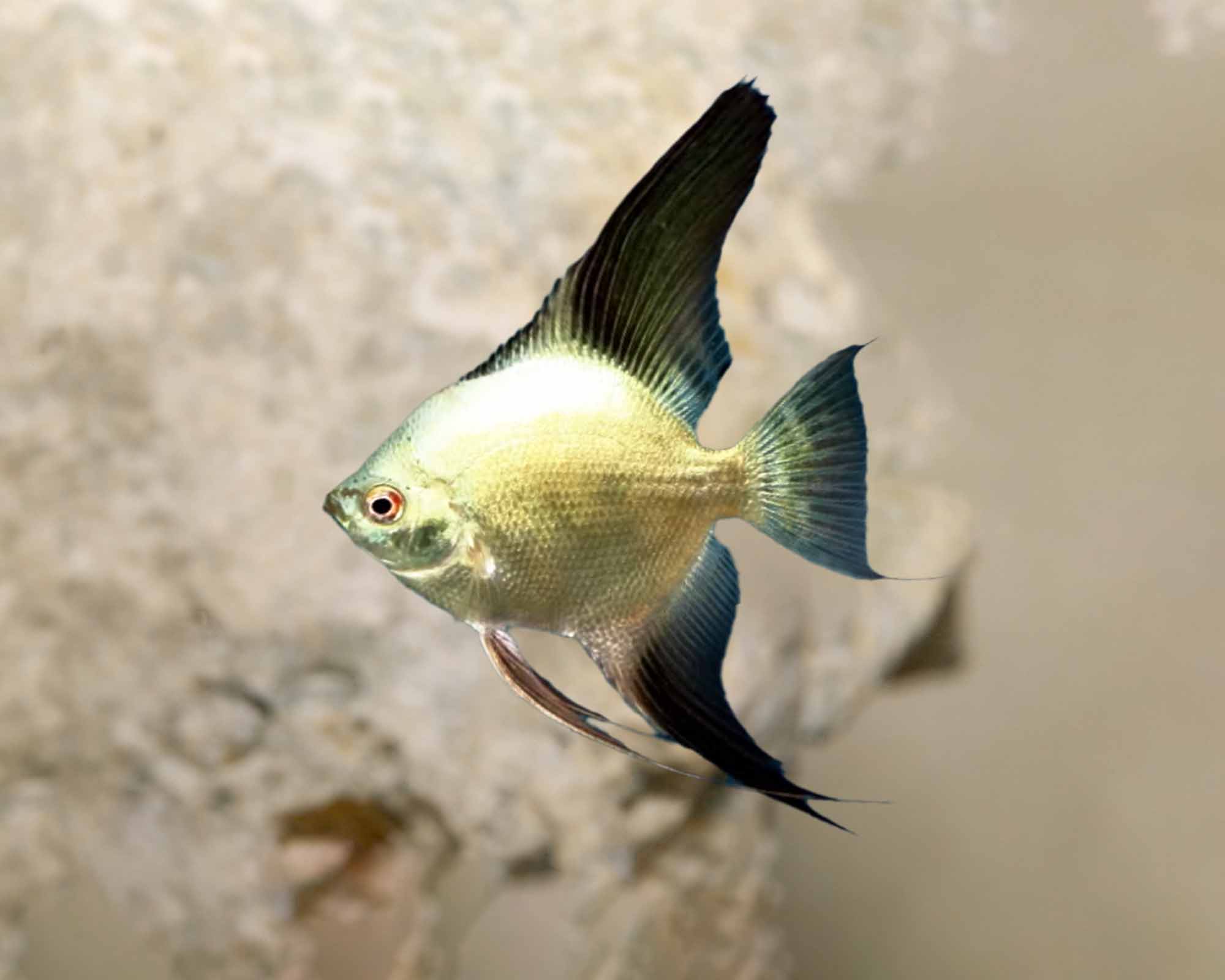 PTEROPHYLLUM SCALARE BULGARIAN GREEN