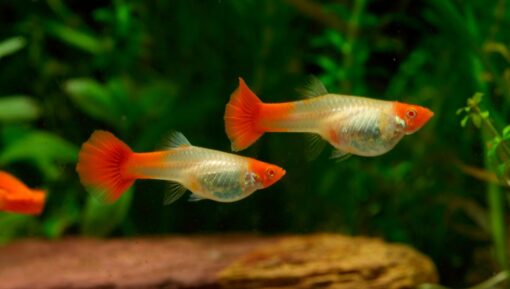 GUPPY  HEMBRA KOI