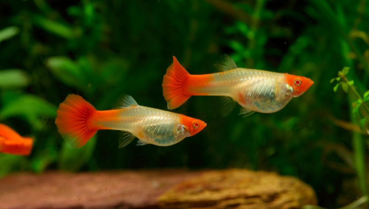 GUPPY  HEMBRA KOI