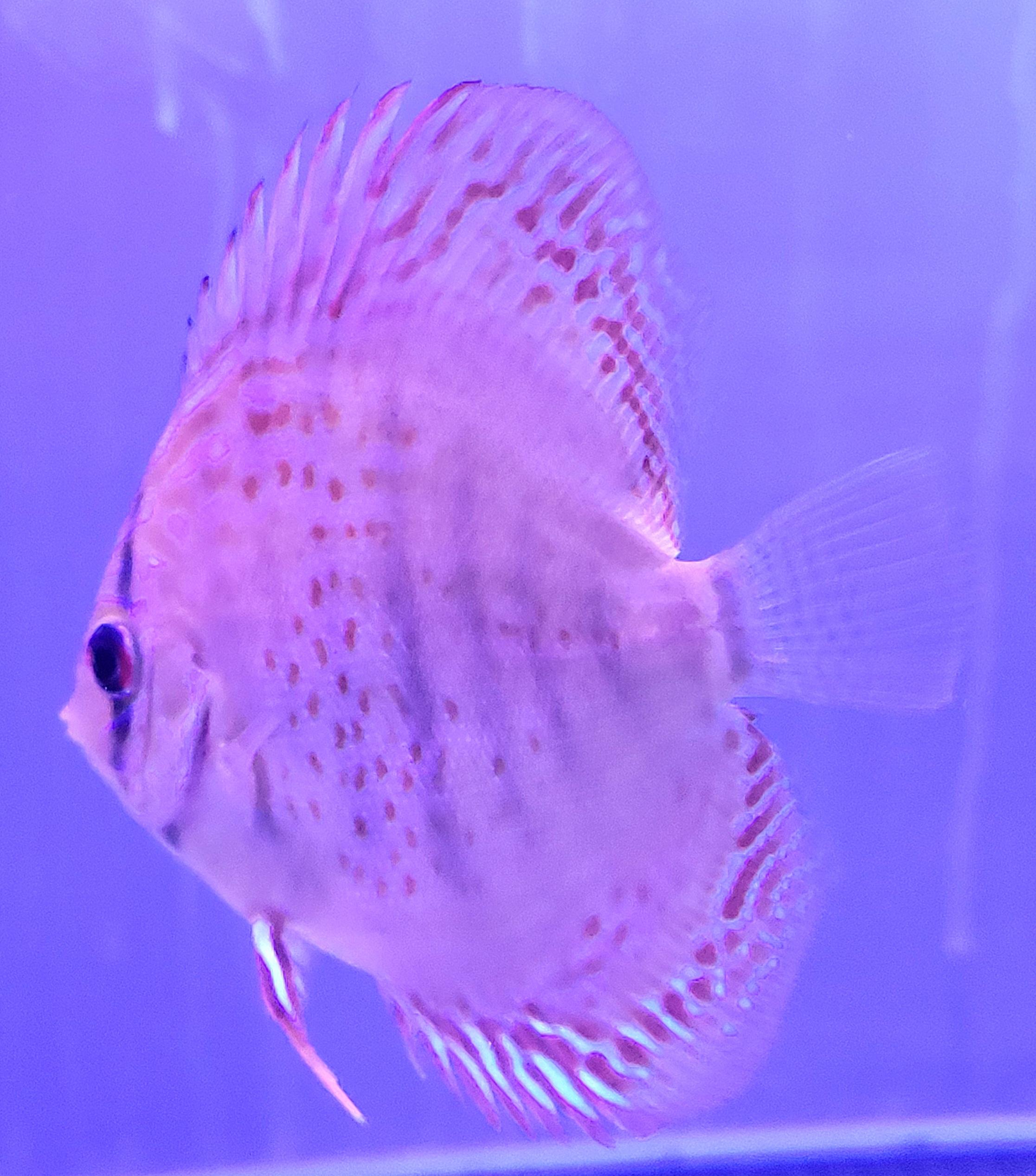 LEOPARD SPOTTED 7-8 CM - Imagen 2