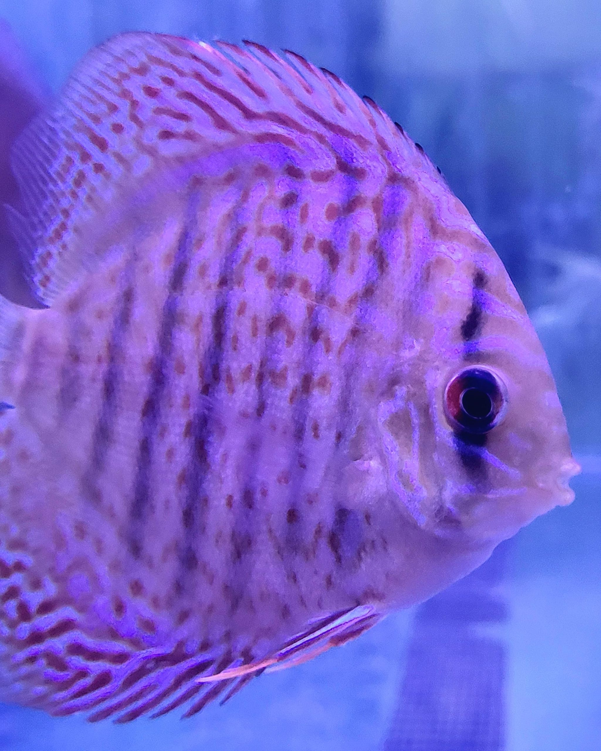 LEOPARD SPOTTED 7-8 CM