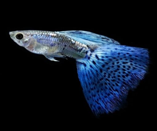 GUPPY AZUL GLASS