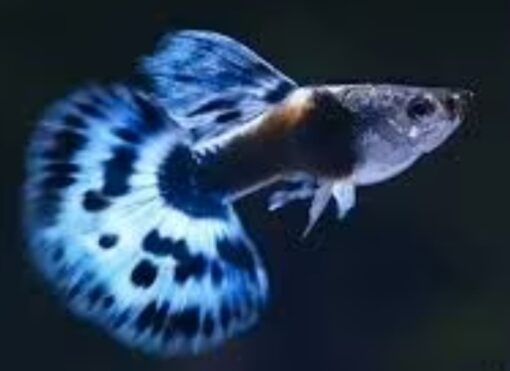 GUPPY DUMBO AZUL
