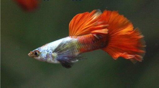 GUPPY DUMBO ROJO