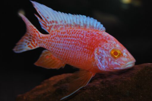 PAREJA AULONACARA RED DRAGON ALBINA