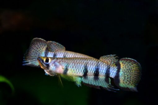 EPIPLATYS DAGETI DAGETI