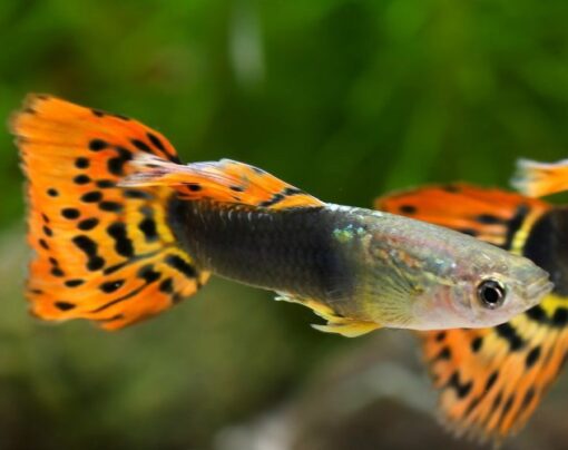 GUPPY TUXEDO TIGRE