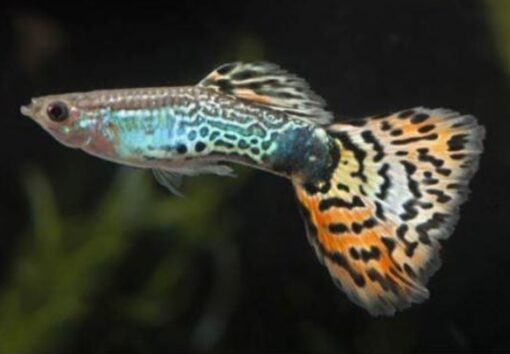 GUPPY  COBRA TIGRE