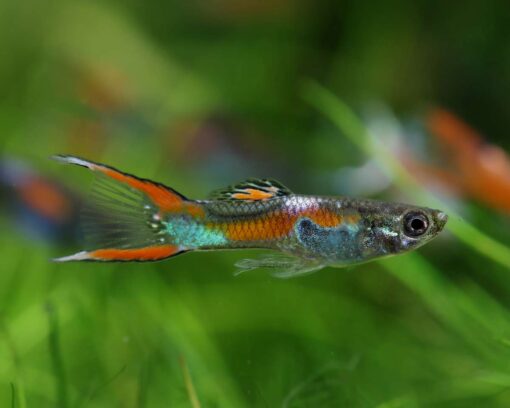 GUPPY COLA TIJERA