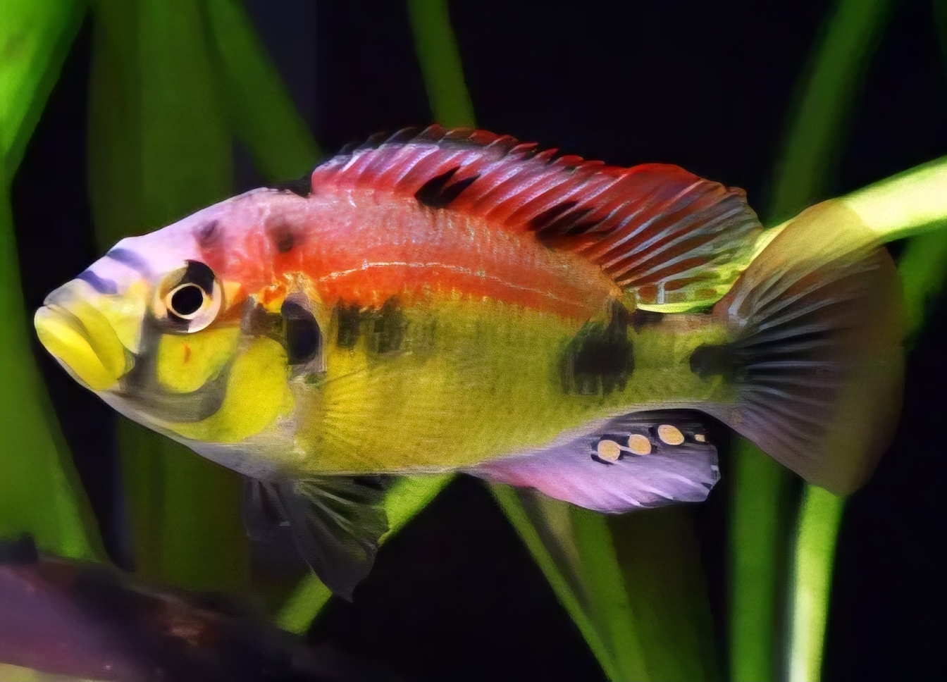ASTATOTILAPIA AENEOCOLOR H. YELLOW BELLY