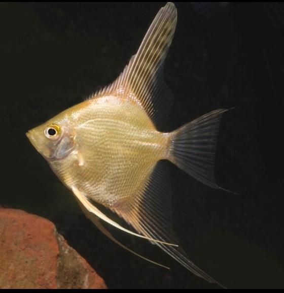 PTEROPHYLLUM SCALARE GOLD