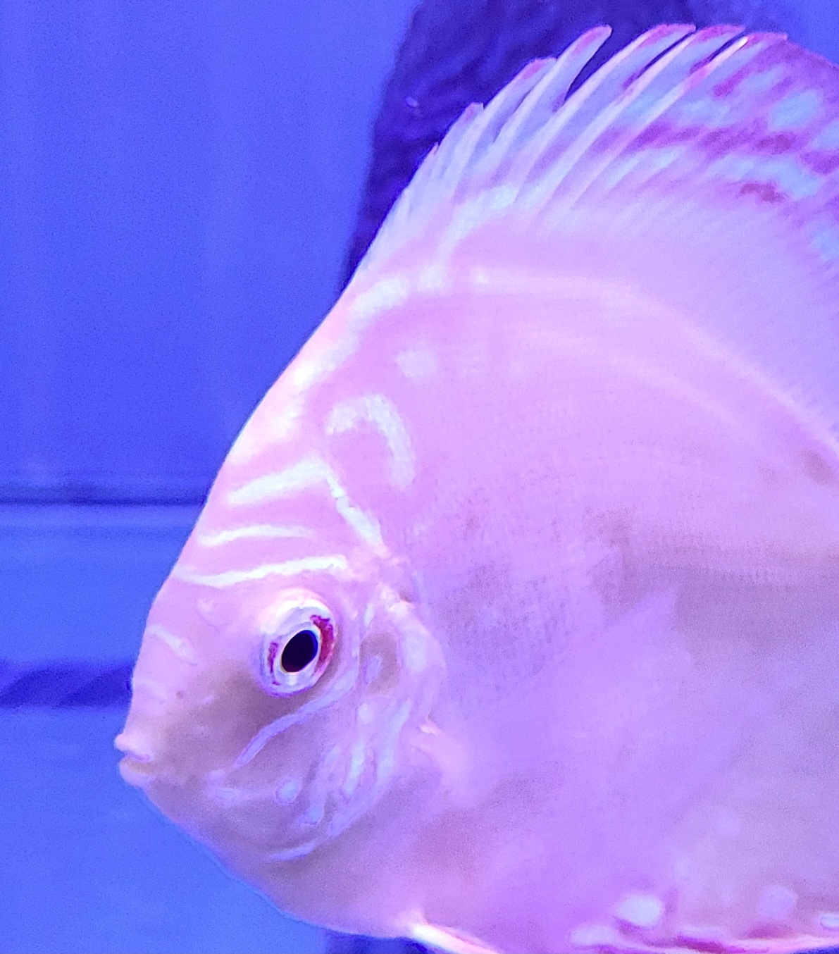 ALBINO ALENQUER 7 -8 CM - Imagen 2