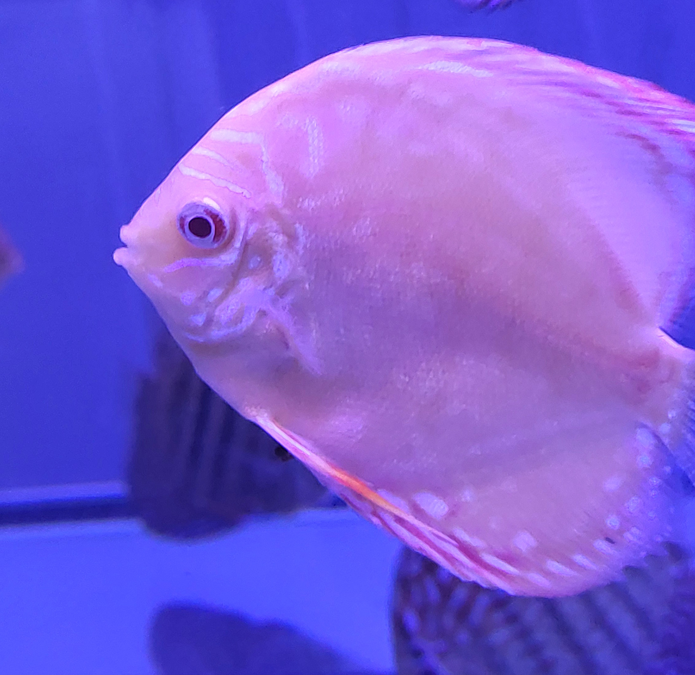 ALBINO ALENQUER 7 -8 CM - Imagen 3