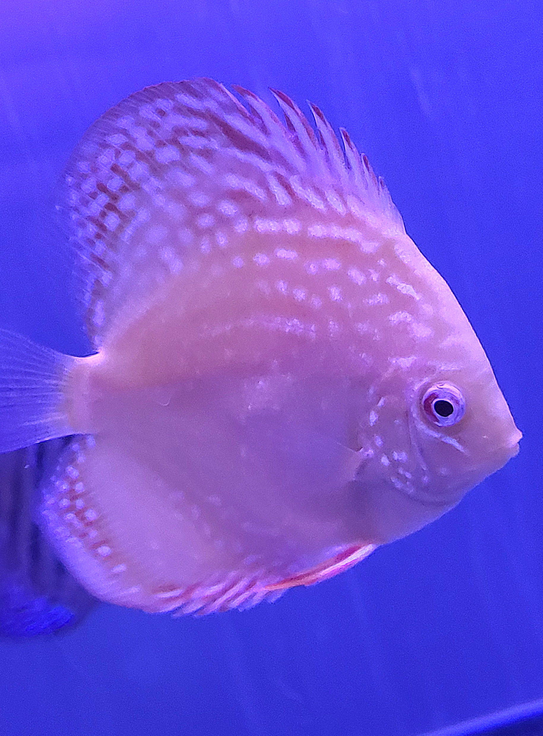 ALBINO ALENQUER 7 -8 CM