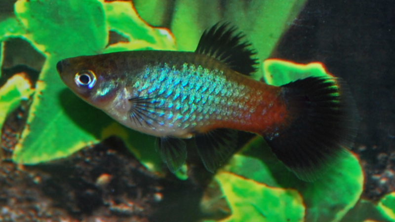 PLATY RAINBOW - Imagen 2