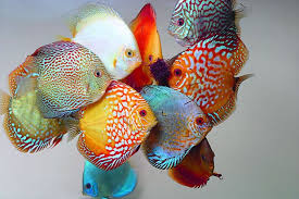 DISCOS MALASIA - THAILANDIA