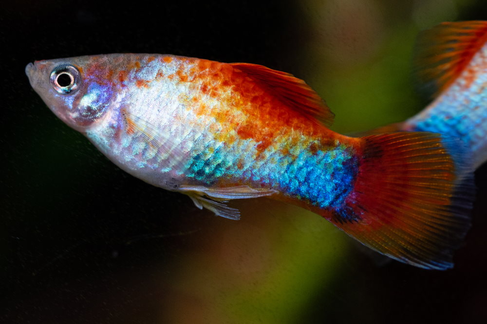 PLATY RAINBOW