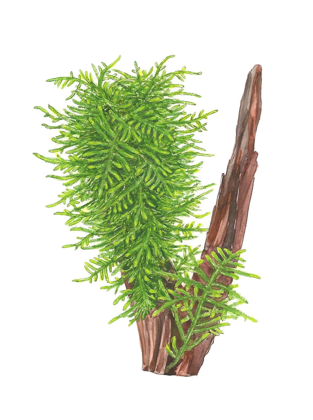 SKIPY MOOS CUP - Imagen 2