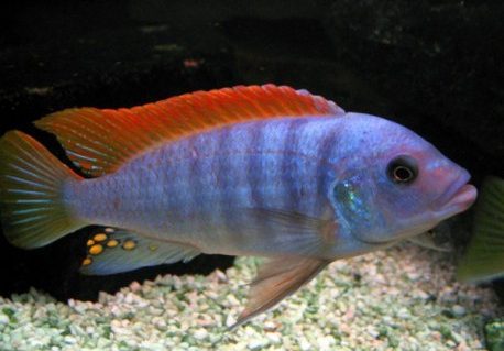 PSEUDOTROPHEUS ZEBRA RED + BLUE