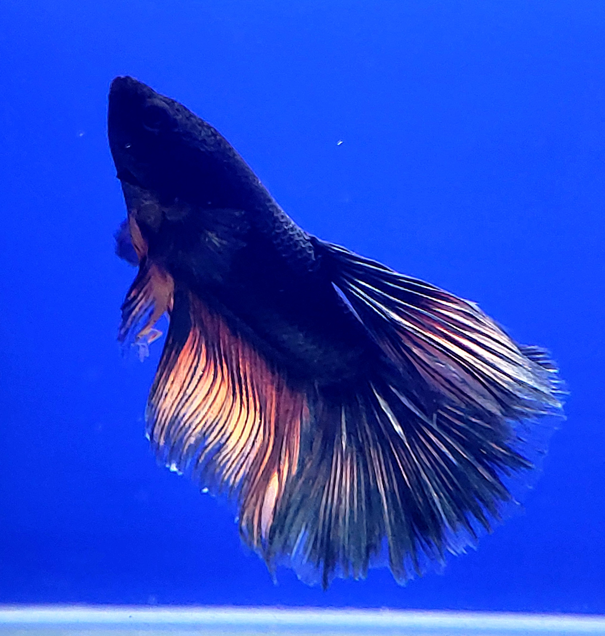 BETTA HALF MOON DOBLE COLA 2