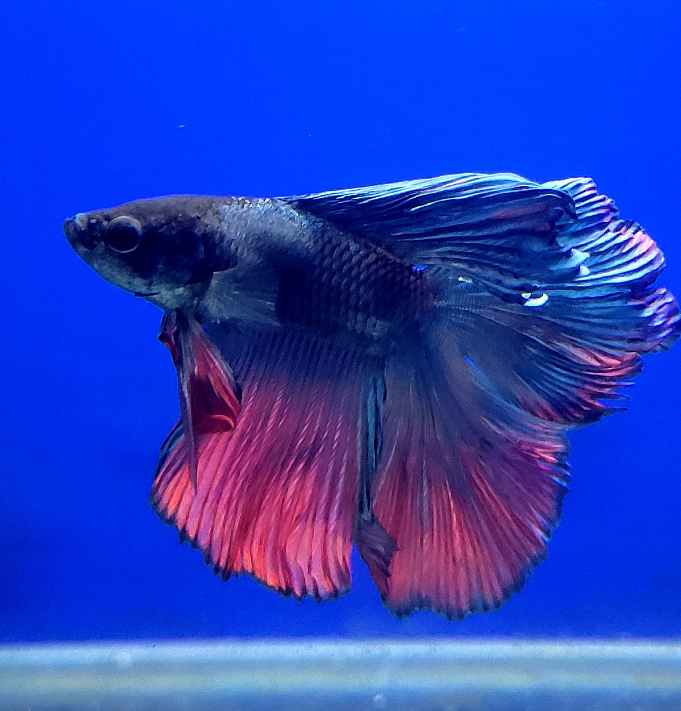 BETTA HALF MOON DOBLE COLA 3