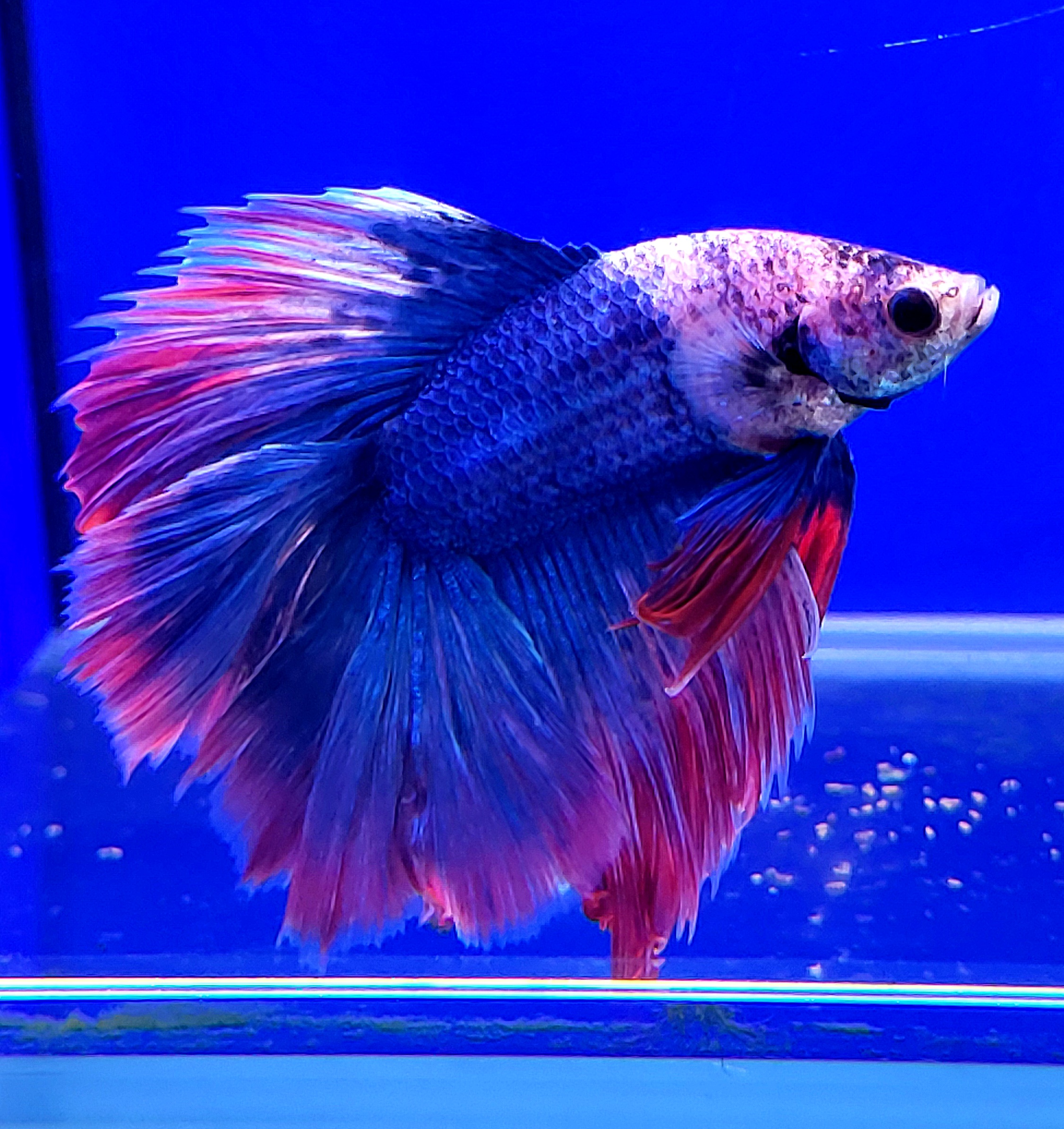 BETTA HALF MOON DOBLE COLA 6