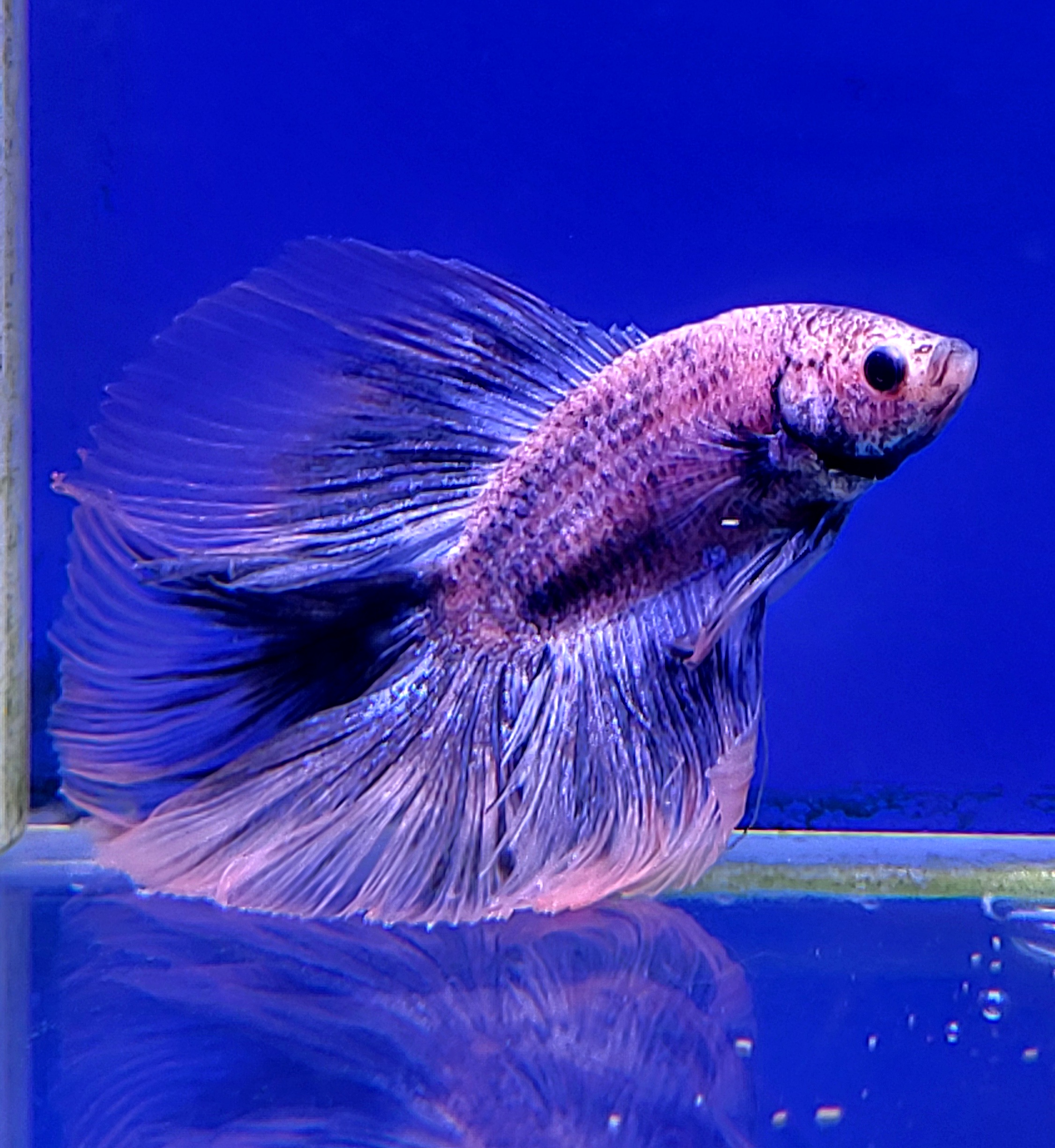 BETTA HALF MOON DOBLE COLA 7