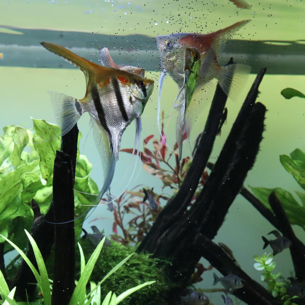 JBL Biotopol 100ml - Agua perfecta para peces y plantas - Imagen 4